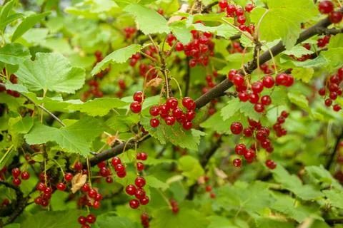 Shallow depth of field redcurrant and green leaves. Close up, soft focus of b Stock Photos