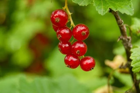 Shallow depth of field redcurrant and green leaves. Close up, soft focus of.. Stock Photos