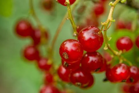 Shallow depth of field redcurrant and green leaves. Close up, soft focus of.. Stock Photos