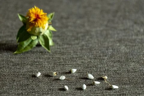 Shallow depth of field. Safflower dyeing: seeds and flower of yellow color ag Stock Photos