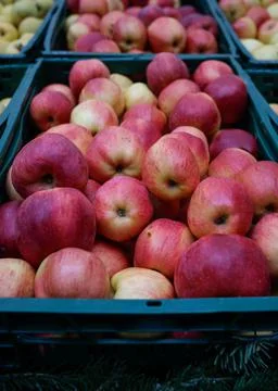 Shallow depth of field (selective focus) image with organic fresh apples for  Foto stock