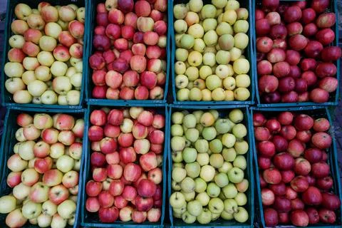 Shallow depth of field (selective focus) image with organic fresh apples for  Stock Photos