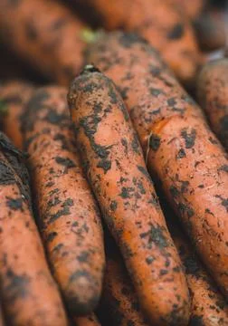 Shallow depth of field (selective focus) image with organic fresh carrots cov Stock Photos