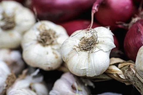 Shallow depth of field (selective focus) image with organic fresh garlic for  Foto stock