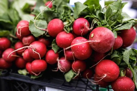 Shallow depth of field (selective focus) image with organic fresh radish for  Stock Photos