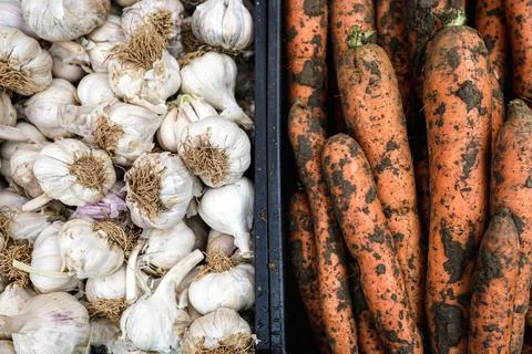 Shallow depth of field (selective focus) image with organic fresh garlic and  Stock Photos