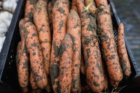 Shallow depth of field (selective focus) image with organic fresh carrots cov Stock Photos