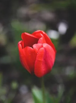 Shallow depth of field (selective focus) details with red tulips on a sunny s Stock Photos