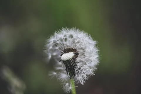 Shallow depth of field (selective focus) details with a seeding dandelion flo Foto stock