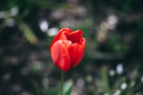 Shallow depth of field (selective focus) details with red tulips on a sunny s Foto stock
