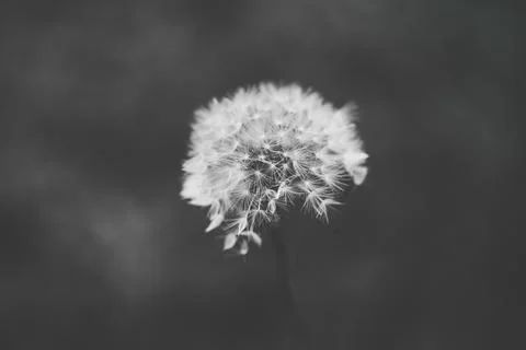 Shallow depth of field (selective focus) details with a seeding dandelion flo Stock Photos