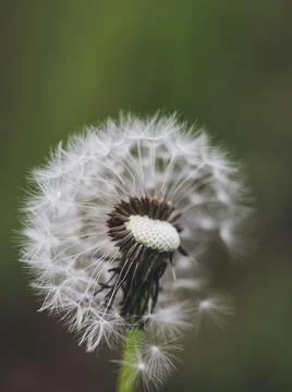 Shallow depth of field (selective focus) details with a seeding dandelion flo Foto stock