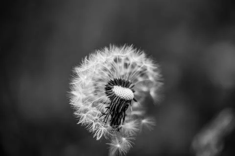 Shallow depth of field (selective focus) details with a seeding dandelion flo Stock Photos