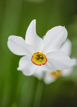 Shallow depth of field (selective focus) details with a white daffodil flower Foto stock
