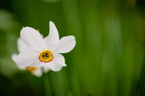 Shallow depth of field (selective focus) details with a white daffodil flower Stock Photos
