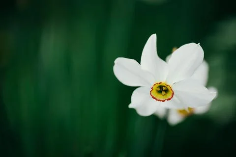 Shallow depth of field (selective focus) details with a white daffodil flower Stock Photos