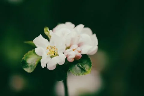 Shallow depth of field (selective focus) details with a flowering quince duri Foto stock