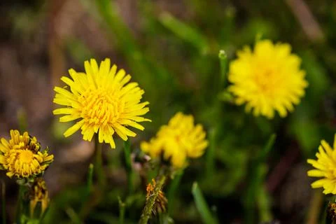 Shallow depth of field (selective focus) details with seeding and flowering d Stock Photos