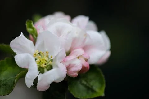 Shallow depth of field (selective focus) details with a flowering quince duri Stock Photos