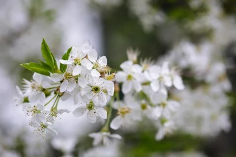 Shallow depth of field (selective focus) details with plum tree flowers durin Stock Photos