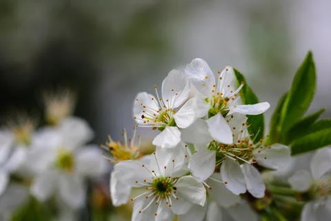 Shallow depth of field (selective focus) details with plum tree flowers durin Foto stock