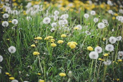 Shallow depth of field (selective focus) details with seeding and flowering d Stock Photos