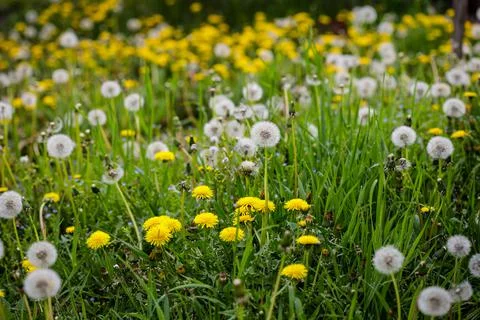 Shallow depth of field (selective focus) details with seeding and flowering d Stock Photos
