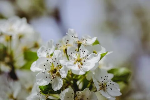 Shallow depth of field (selective focus) details with plum tree flowers durin Stock Photos