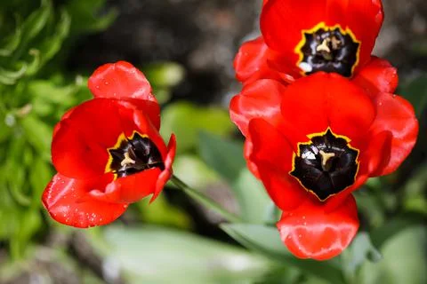 Shallow depth of field (selective focus) details with red tulips on a sunny s Stock-Fotos