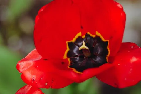 Shallow depth of field (selective focus) details with red tulips on a sunny s Stock Photos