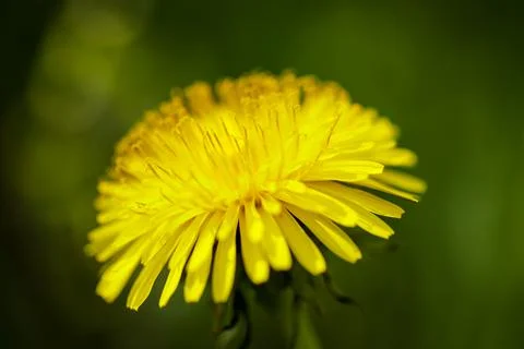 Shallow depth of field (selective focus) details with flowering dandelion flo Stock Photos