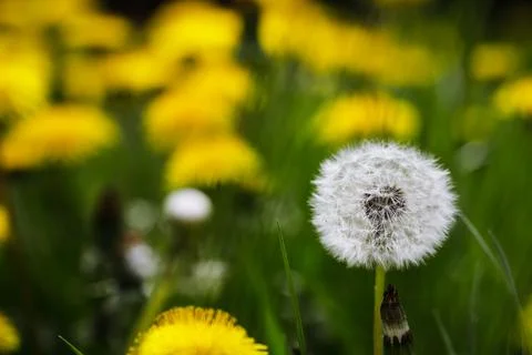 Shallow depth of field (selective focus) details with a seeding dandelion flo Stock Photos