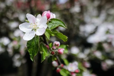 Shallow depth of field (selective focus) details with apple tree flowers duri Stock Photos