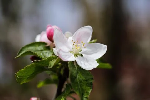 Shallow depth of field (selective focus) details with apple tree flowers duri Stock Photos