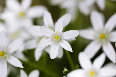Shallow depth of field (selective focus) details white rain lily flowers (Zep Stock Photos