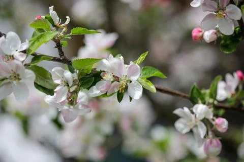 Shallow depth of field (selective focus) details with apple tree flowers duri Stock Photos