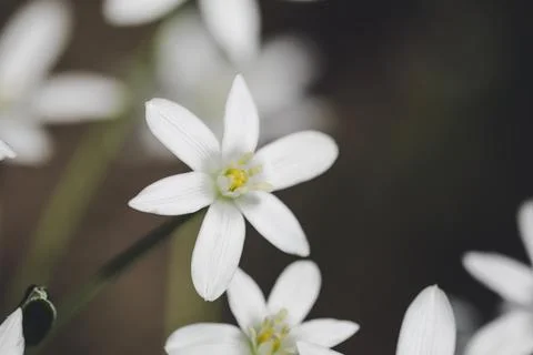 Shallow depth of field (selective focus) details white rain lily flowers (Zep Stock Photos