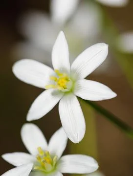 Shallow depth of field (selective focus) details white rain lily flowers (Zep Stock Photos