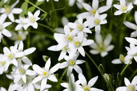 Shallow depth of field (selective focus) details white rain lily flowers (Zep Foto stock