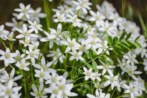 Shallow depth of field (selective focus) details white rain lily flowers (Zep Stock Photos