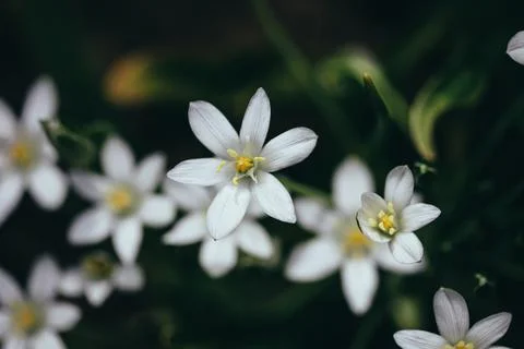 Shallow depth of field (selective focus) details white rain lily flowers (Zep Foto stock