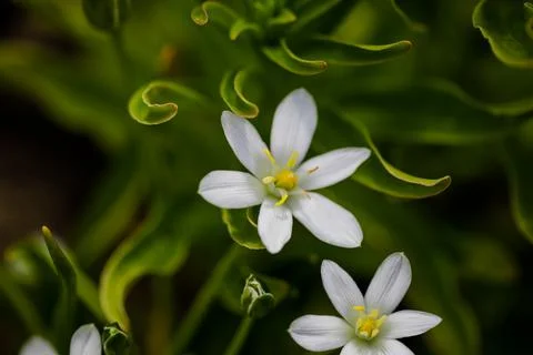 Shallow depth of field (selective focus) details white rain lily flowers (Zep Stock Photos