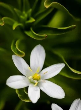 Shallow depth of field (selective focus) details white rain lily flowers (Zep Stock Photos