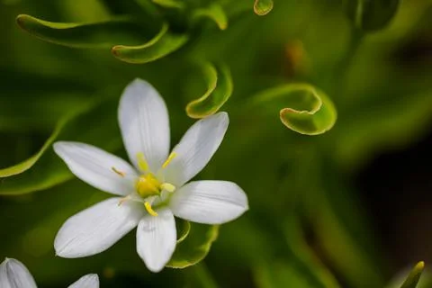 Shallow depth of field (selective focus) details white rain lily flowers (Zep Foto stock