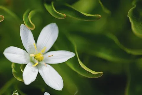 Shallow depth of field (selective focus) details white rain lily flowers (Zep Stock Photos