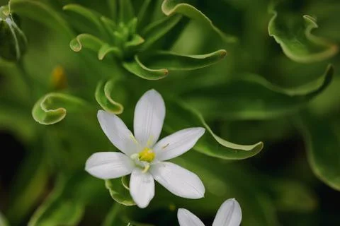 Shallow depth of field (selective focus) details white rain lily flowers (Zep Stock Photos