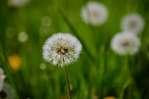 Shallow depth of field (selective focus) details with a seeding dandelion flo Foto stock