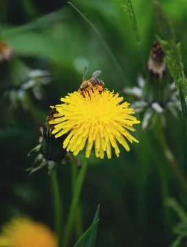 Shallow depth of field (selective focus) details with a bee on a dandelion fl Stock Photos