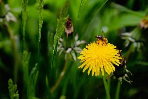Shallow depth of field (selective focus) details with a bee on a dandelion fl Foto stock