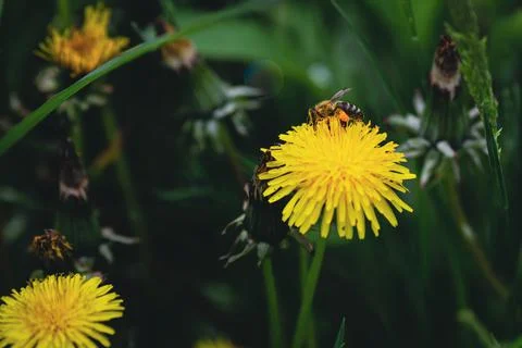 Shallow depth of field (selective focus) details with a bee on a dandelion fl Stock Photos